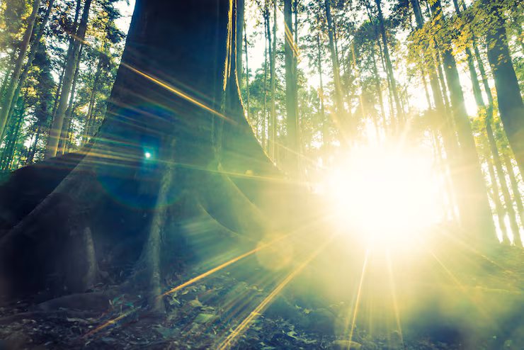 Sunlight through trees