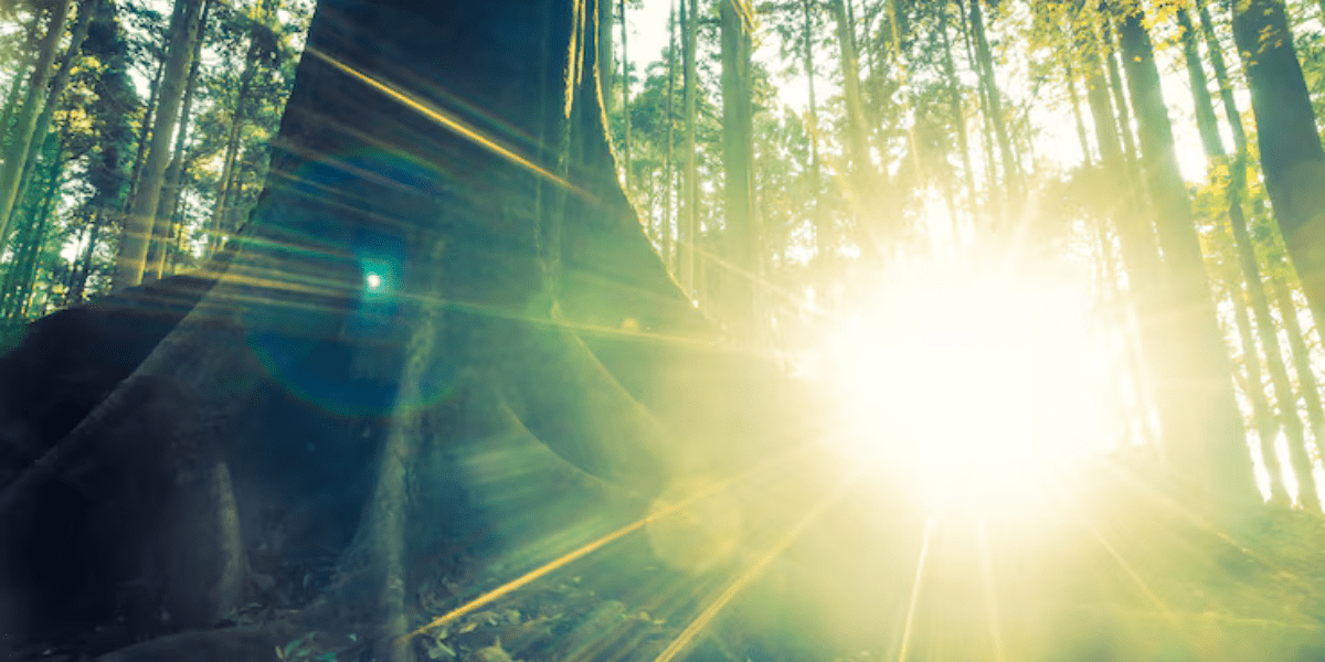 Sunlight through trees